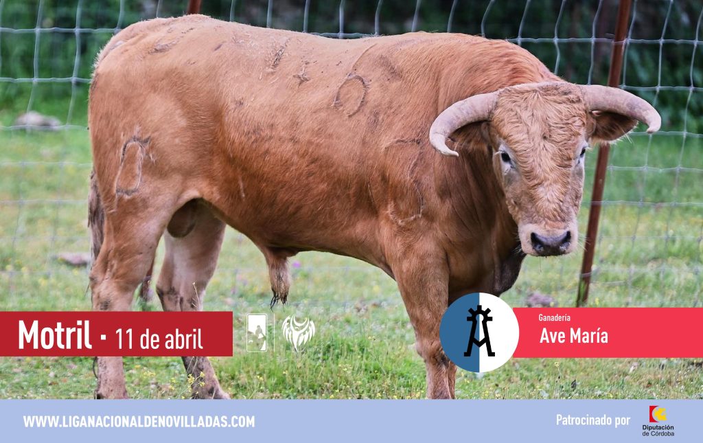 Los novillos de Ave María