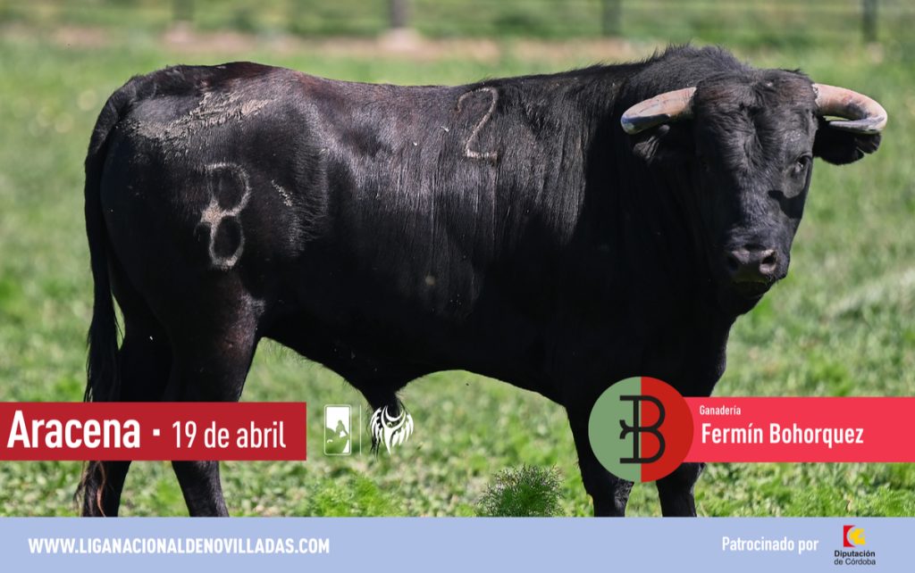 Los de Fermín Bohórquez para el domingo en Aracena