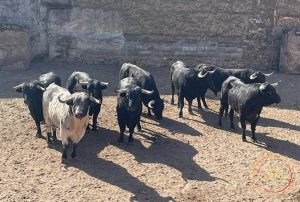 Los novillos de Couto de Fornilhos para Mérida