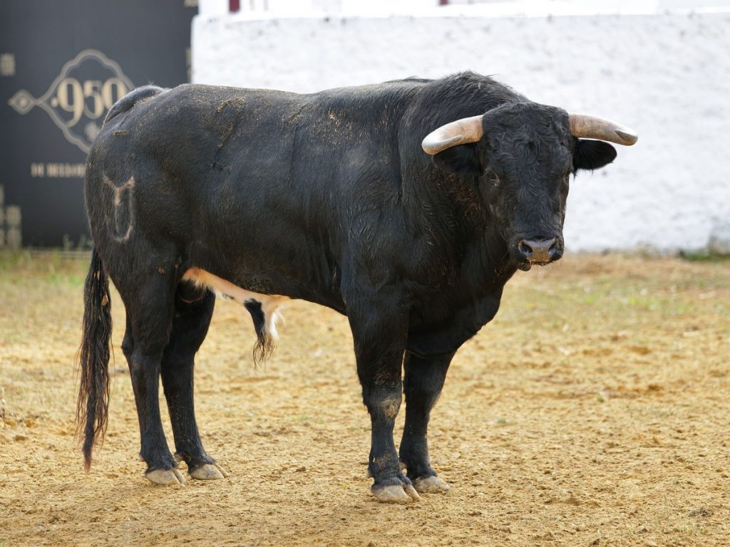 Los novillos de Talavante para esta tarde en Sevilla