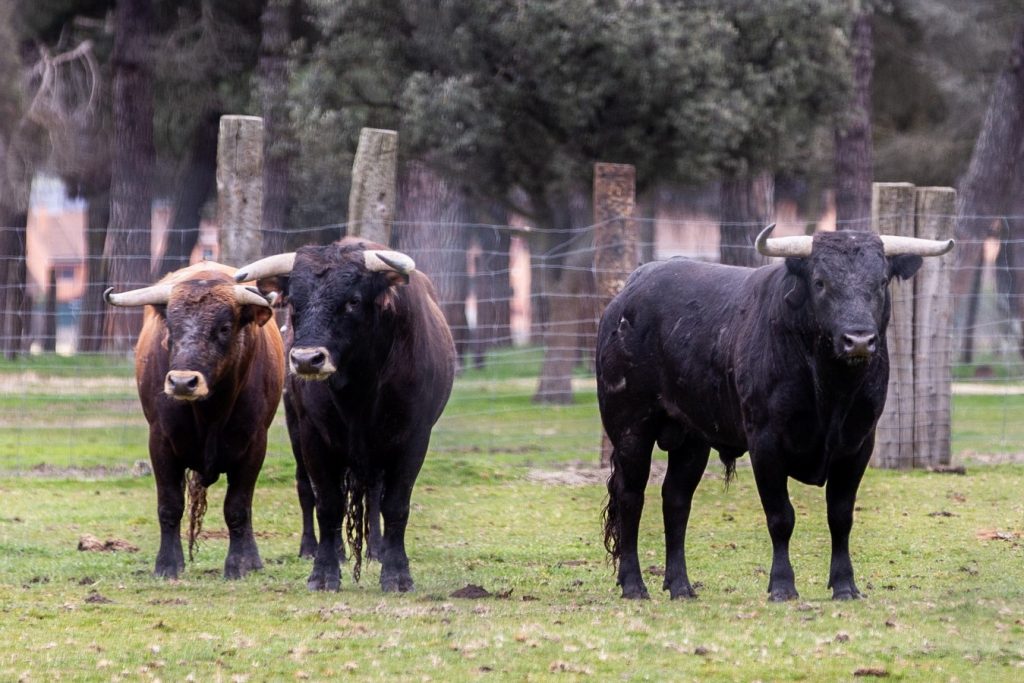 Los novillos de Raso de Portillo para Aire sur I´Adour