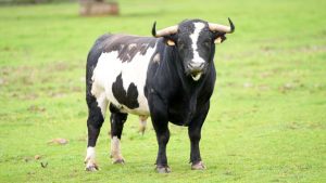 Espectáculo cromático para la vuelta de los toros a Hellín