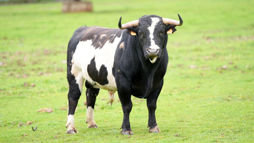 Espectáculo cromático para la vuelta de los toros a Hellín