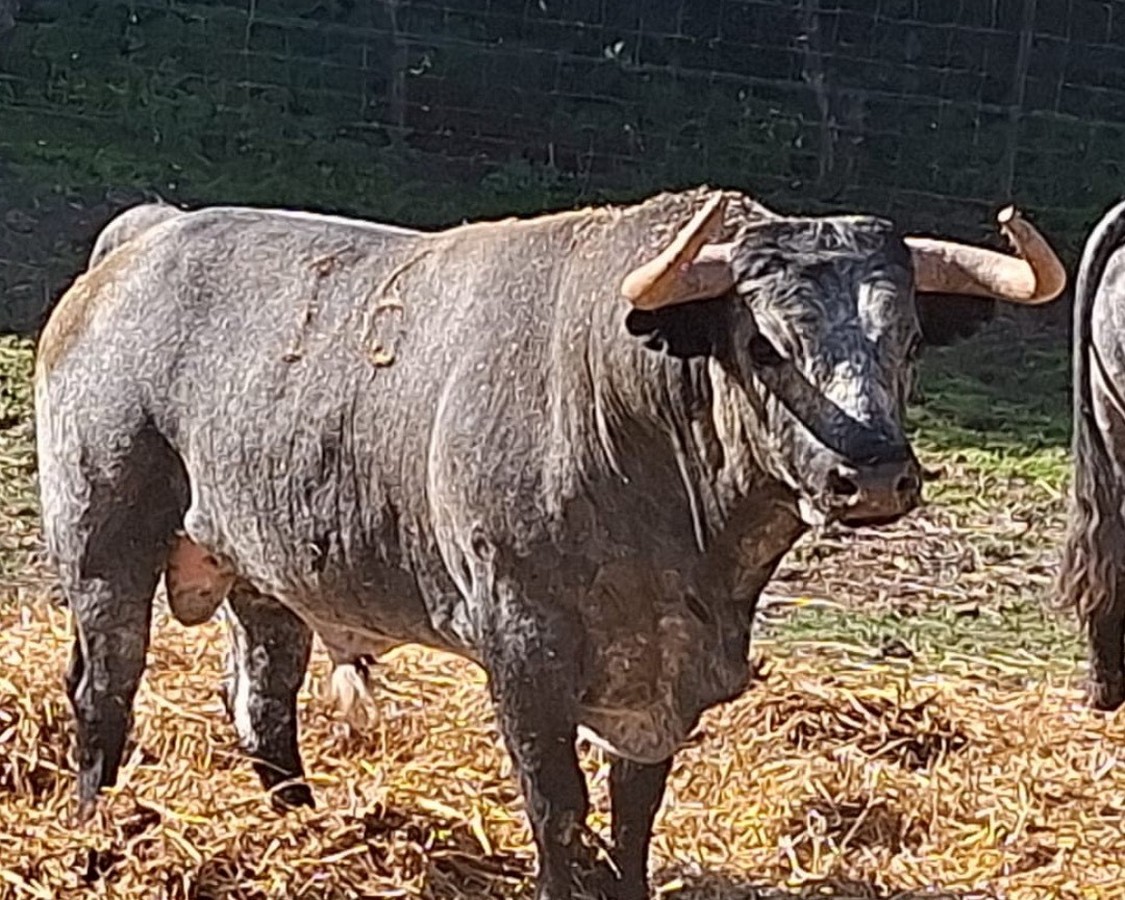 La ganadería de Rehuelga lidiará en Sotillo de la Adrada