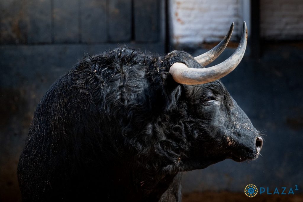 Los astados de Conde de Mayalde para hoy en Madrid