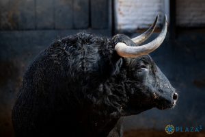 Los astados de Conde de Mayalde para hoy en Madrid