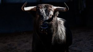 Los novillos de Fuente Ymbro para hoy en Madrid