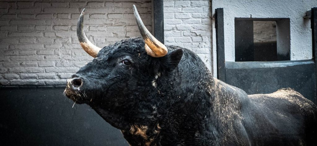 Seis toros de El Pilar para la Goyesca de Madrid