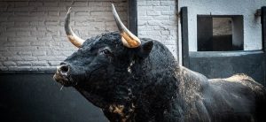 Seis toros de El Pilar para la Goyesca de Madrid