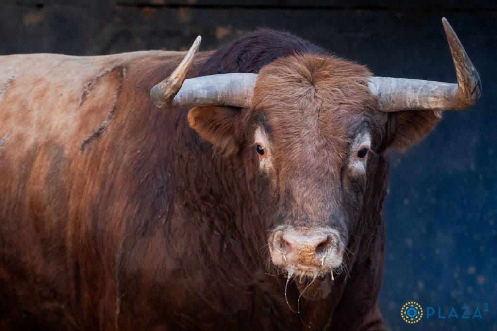 Orden de lidia para la corrida de toros de hoy en Madrid