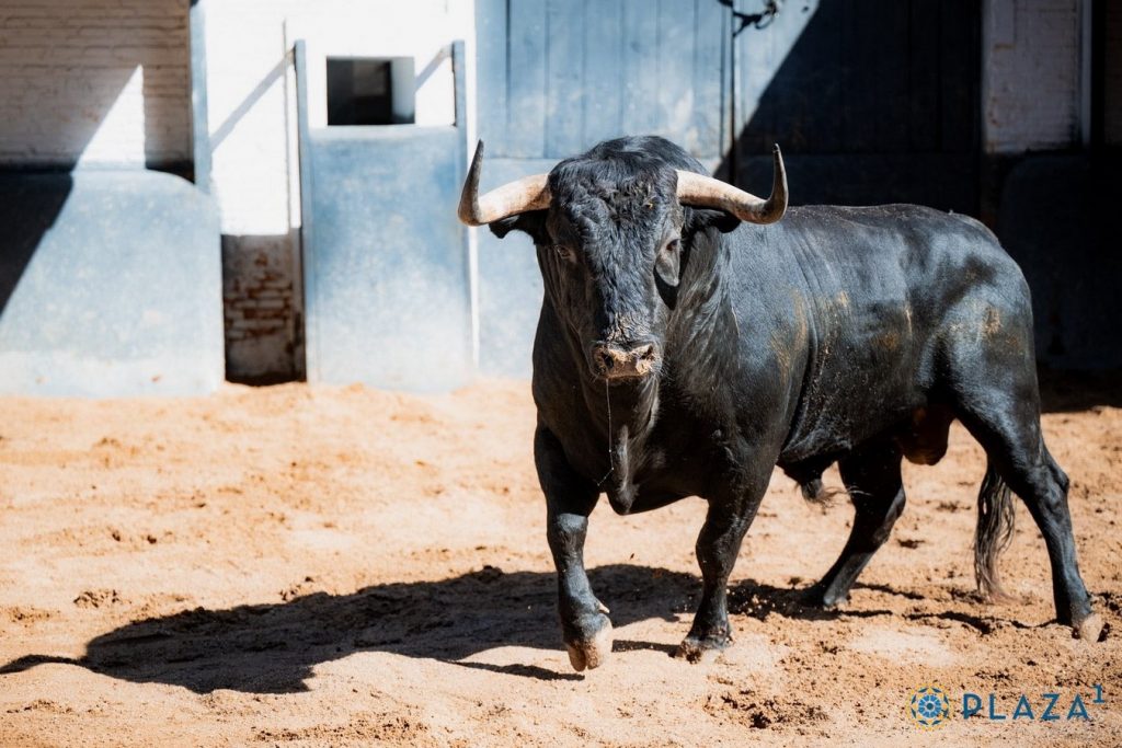 Sorteo de los toros de Victoriano del Río para Madrid