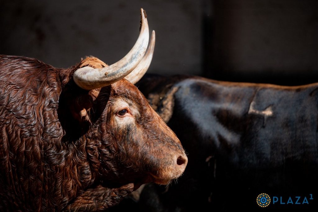 Los toros de Pedraza de Yeltes para hoy en Madrid