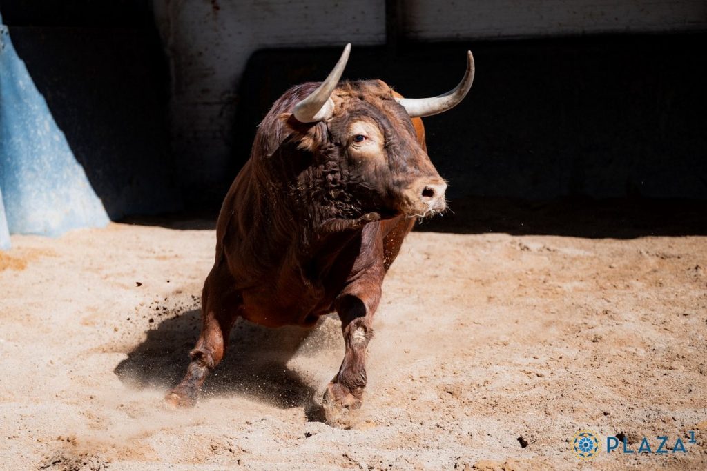 Los ejemplares de Juan Pedro Domecq para Las Ventas