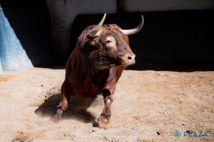 Los ejemplares de Juan Pedro Domecq para Las Ventas