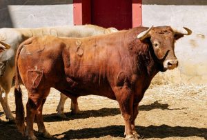 Los ejemplares de Juan Pedro Domecq para Córdoba