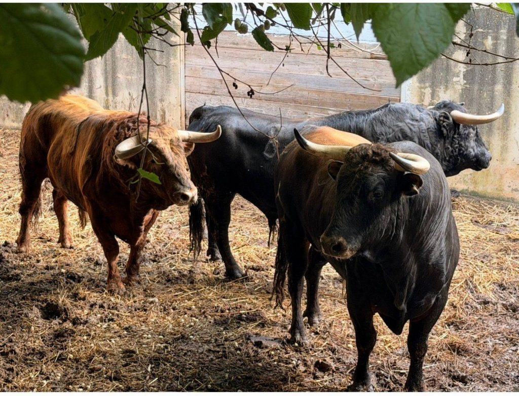 Desembarcada la corrida de La Palmosilla en Inca