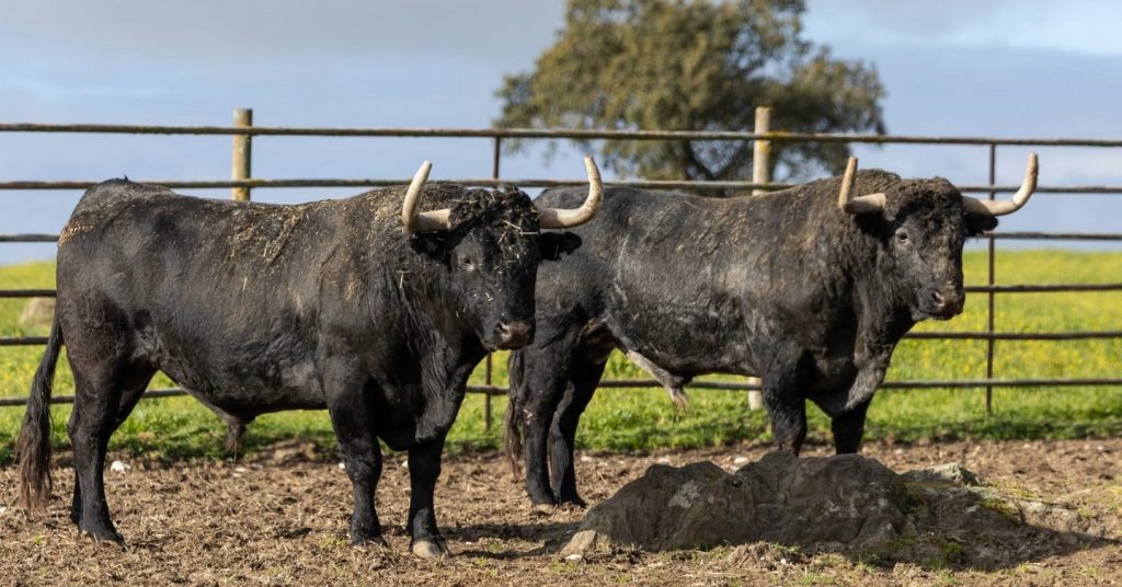 Los toros de Victorino Martín para Mont de Marsan