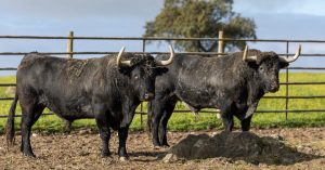 Los toros de Victorino Martín para Mont de Marsan