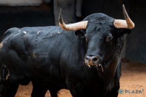 Los toros de Victoriano del Río para la Corrida de Beneficencia