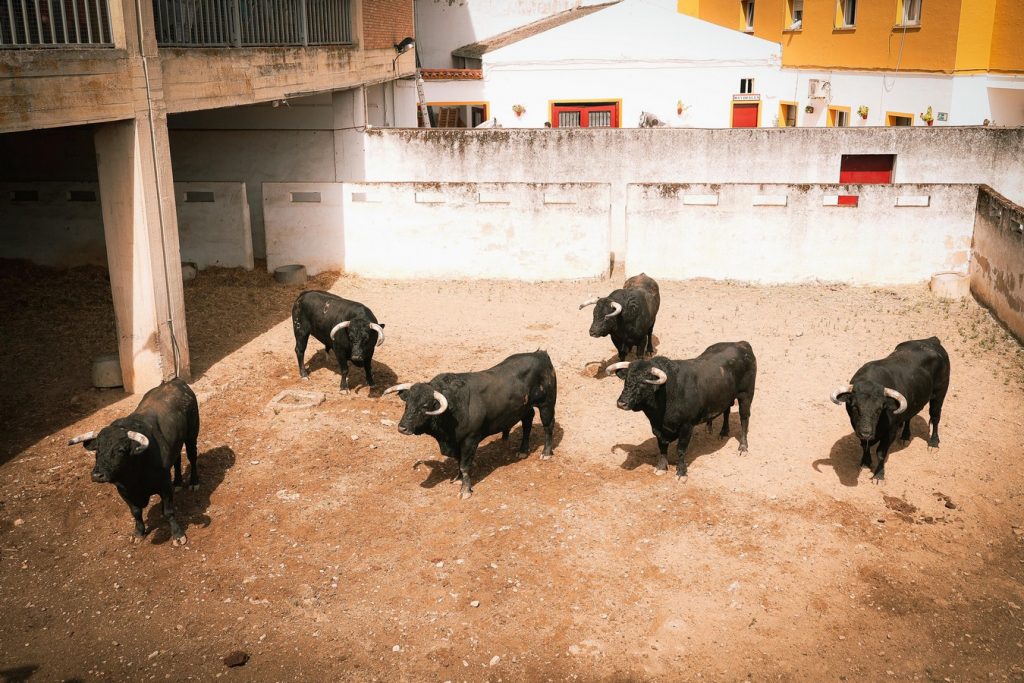 Sorteados los de Romao Tenorio para Badajoz