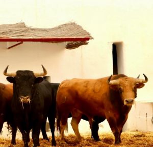 Orden de lidia para la corrida de hoy en Alicante