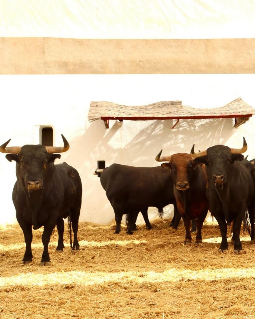 Los astados de Victoriano del Río para Alicante