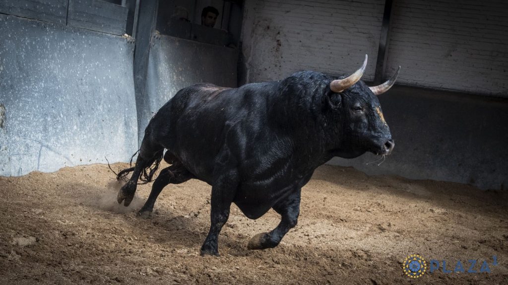 Orden de lidia de los novillos de Los Chospes para Madrid