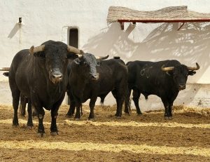 Los ejemplares de Fermín Bohórquez para Alicante