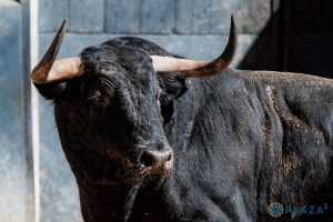 Sorteados los astados de Montalvo para hoy en Las Ventas