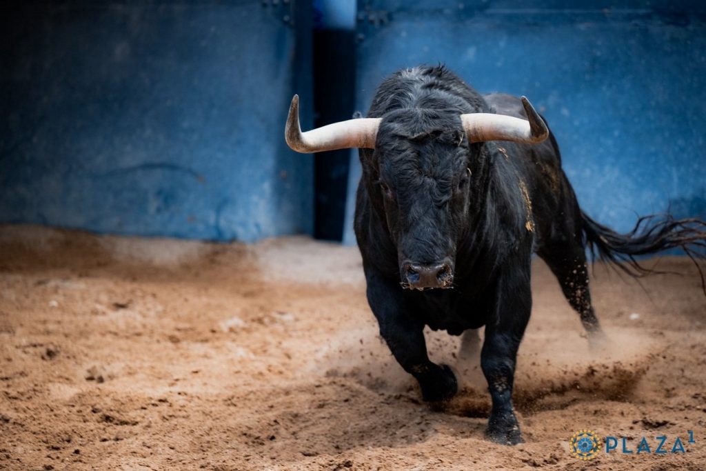 Sorteados los toros de Juan Pedro Domecq para Madrid