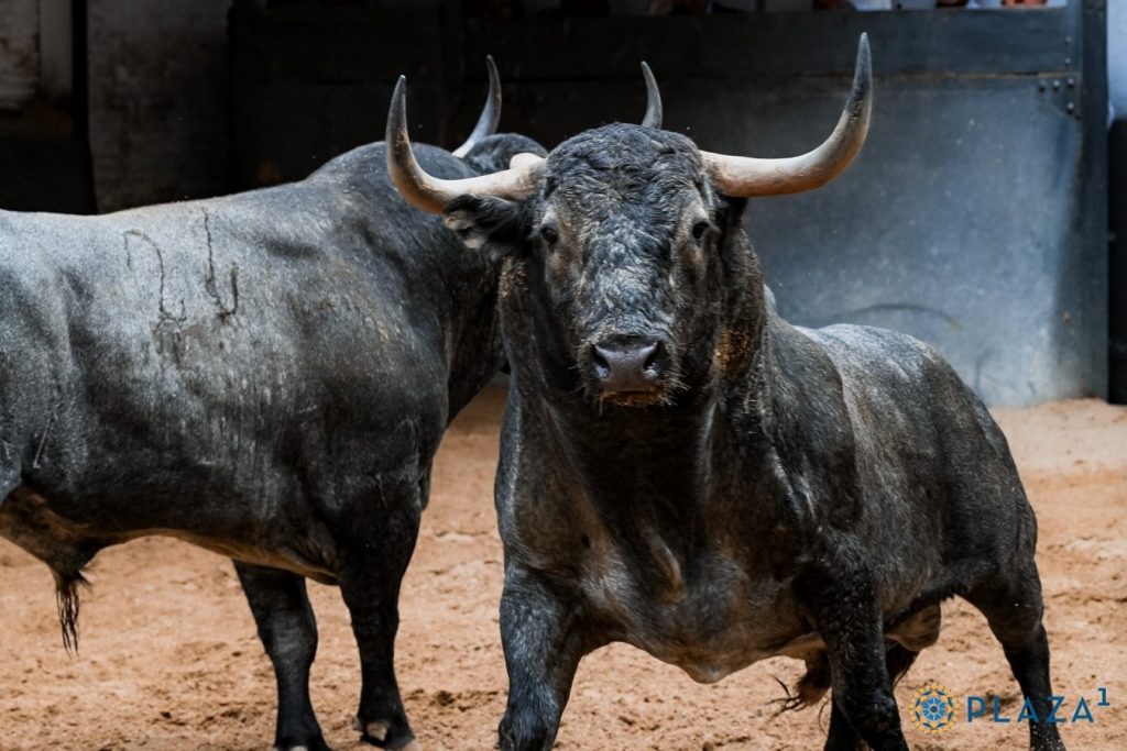 Los toros de Victorino Martín para Las Ventas