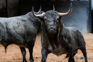 Los toros de Victorino Martín para Las Ventas