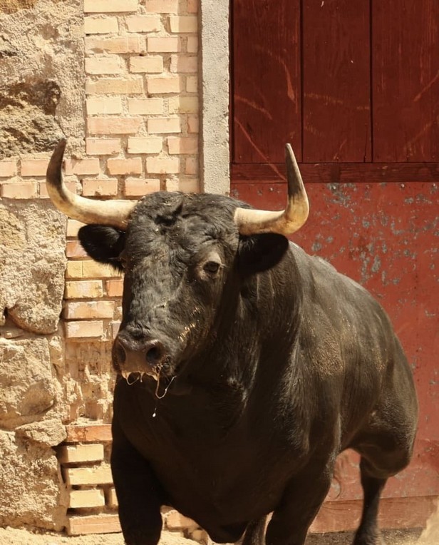 Sorteo de los astados de Zalduendo para Toledo