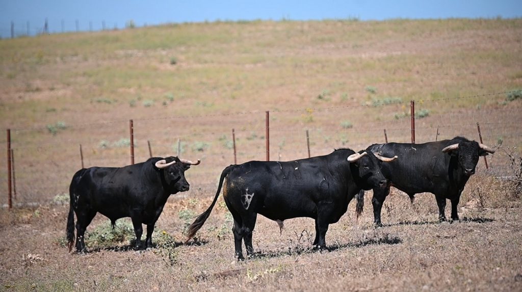 Ávila, cita clave en la temporada de la ganadería de Pallarés