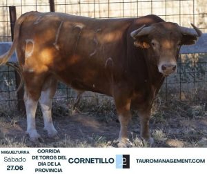 Los astados de Alcurrucén para Miguelturra