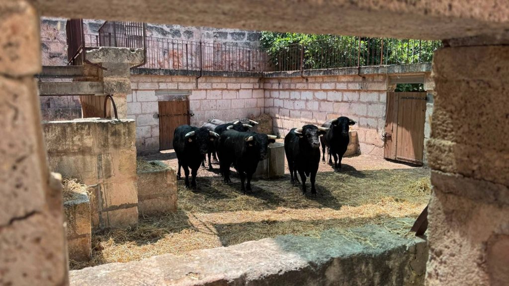 Los toros de El Capea ya están en la Monumental de Muro