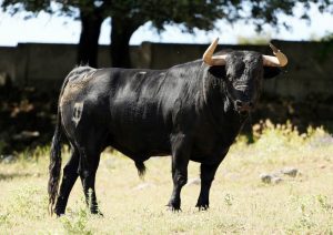 Los toros de Castillejo de Huebra para Zamora