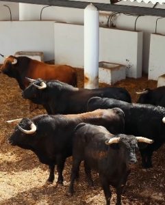 Sorteo de los toros de El Freixo para Marbella