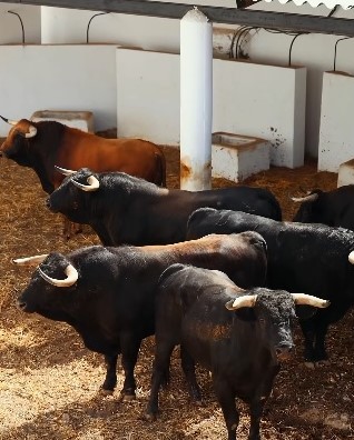 Sorteo de los toros de El Freixo para Marbella