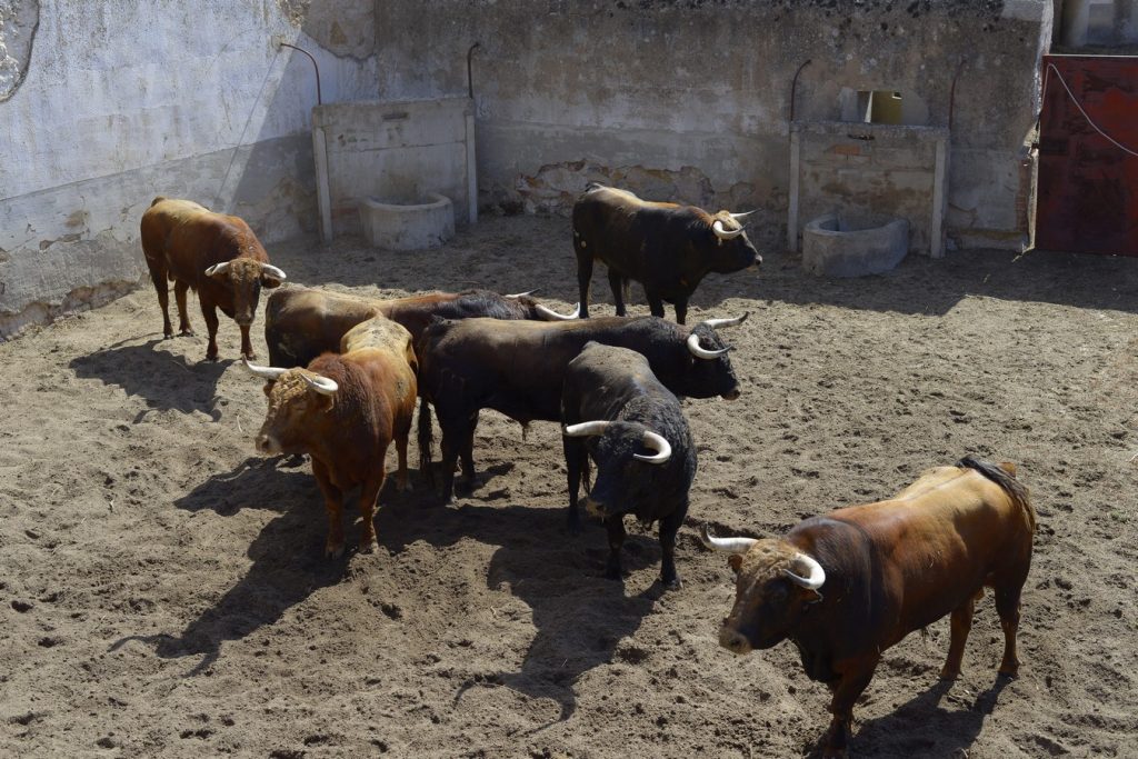 Sorteo de los toros de El Pilar para Zamora