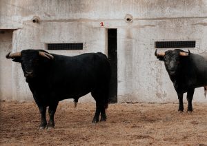 El desembarque de los toros de Pallarés en Ávila