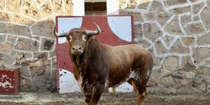 Las 'joyas' de Peñajara ya están en Soria