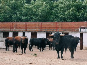 Sorteo de los astados de Loreto Charro para Burgos