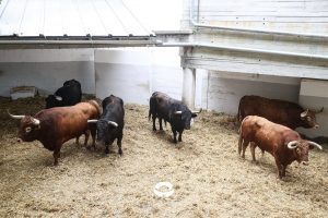 Los toros de Álvaro Núñez para Pamplona