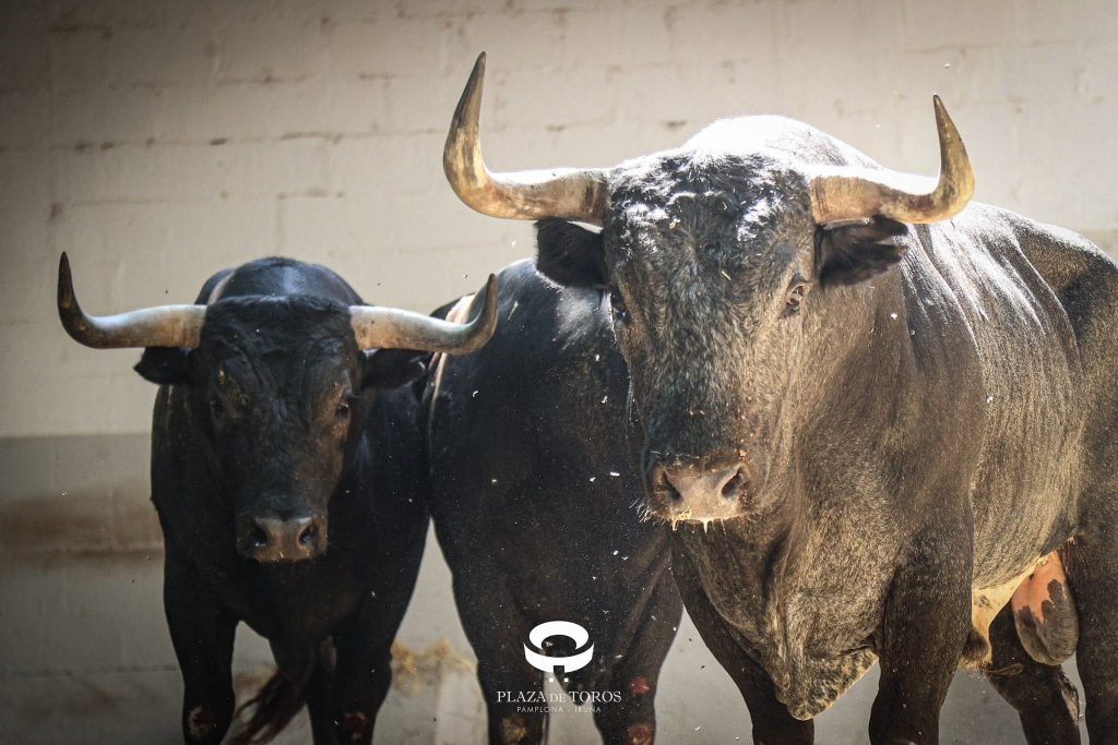 Los toros de Miura para la penúltima de Pamplona