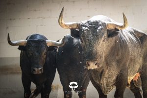 Los toros de Miura para la penúltima de Pamplona