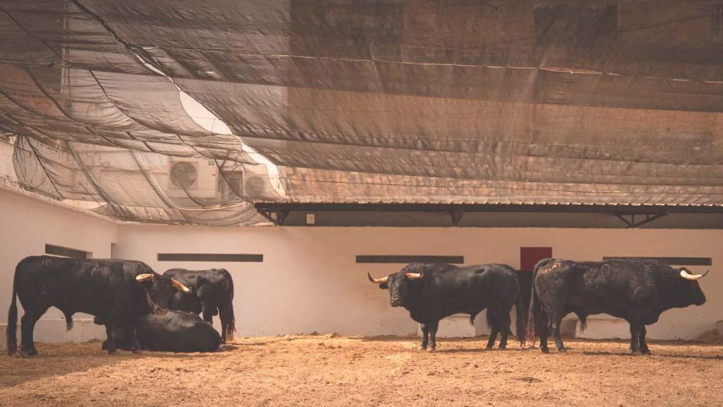 Sorteo de las reses para la corrida mixta de Valencia
