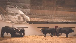 Sorteo de las reses para la corrida mixta de Valencia
