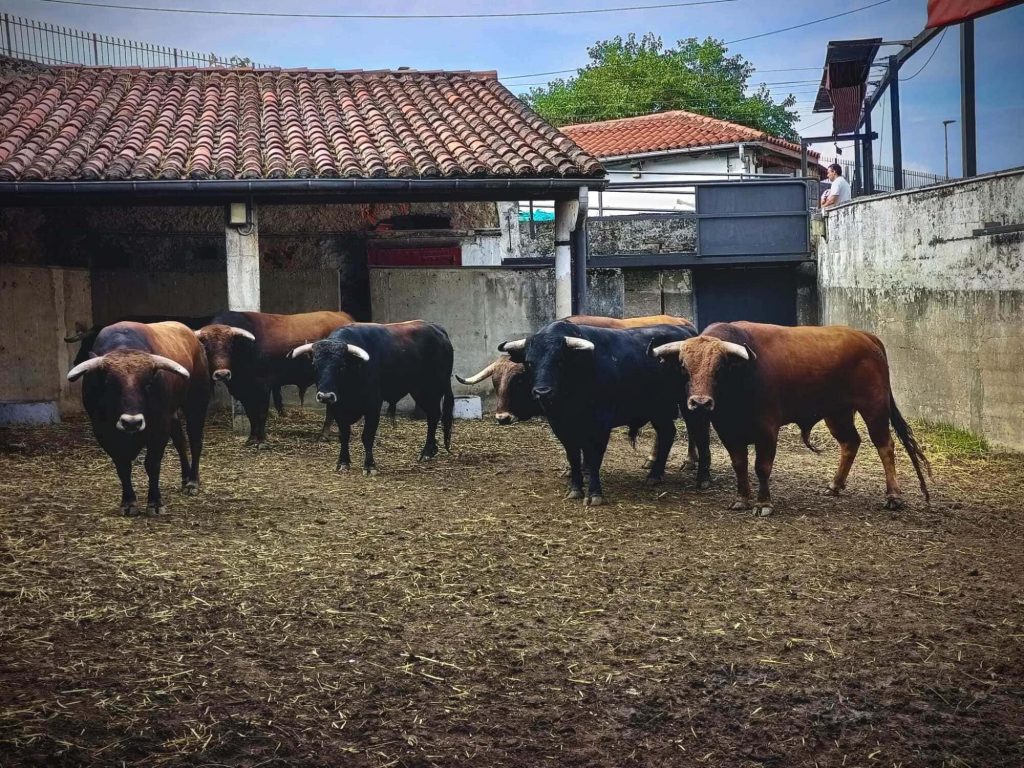 Los novillos de Montealto para el inicio de Santander