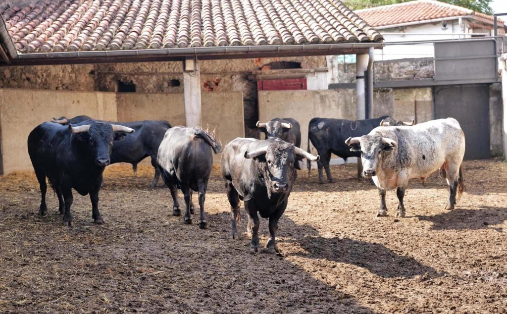 Los astados de Pallarés para Santander